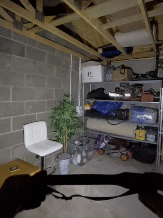 foy-lf-atelier.gif