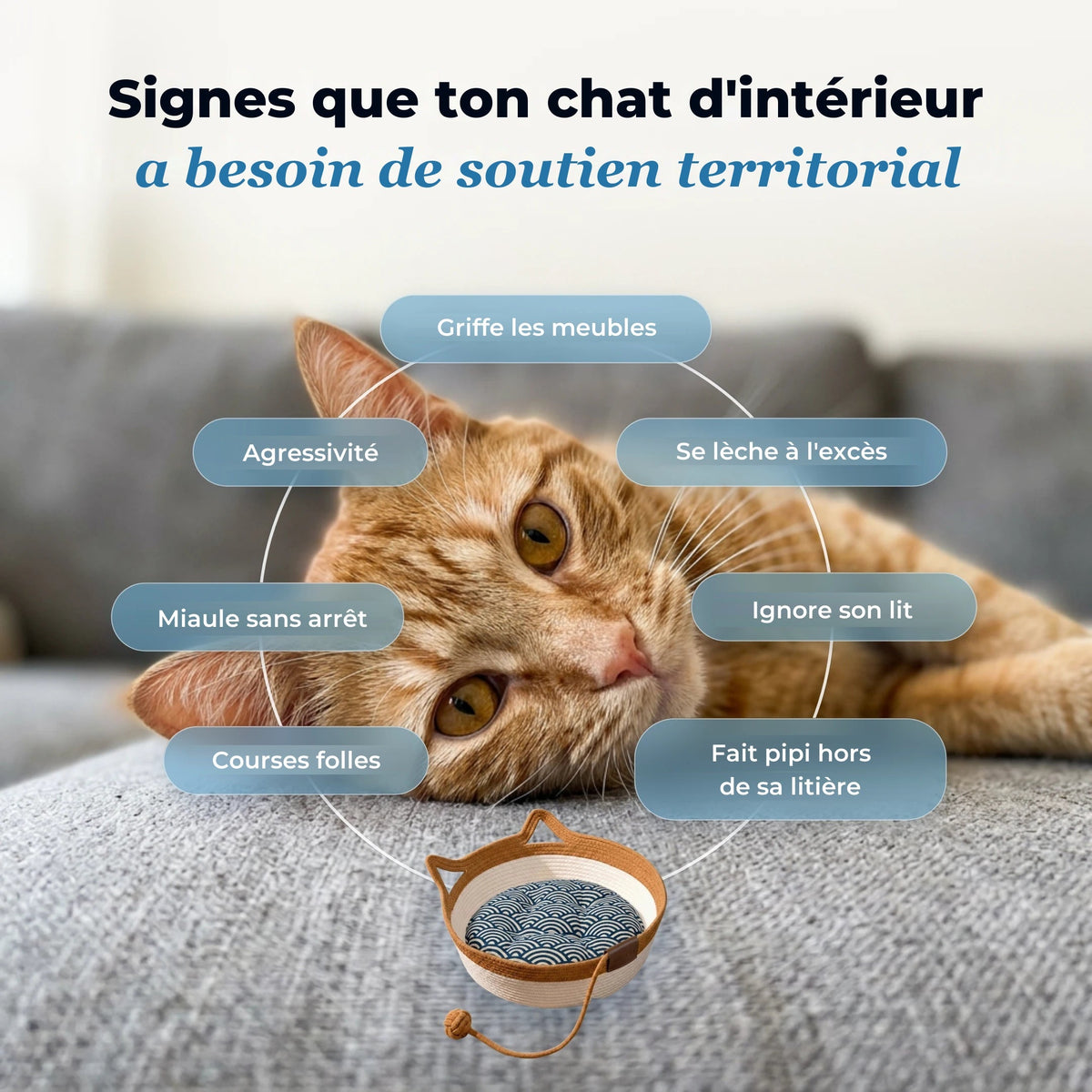 Signes que ton chat d'intérieur a besoin de soutien territorial