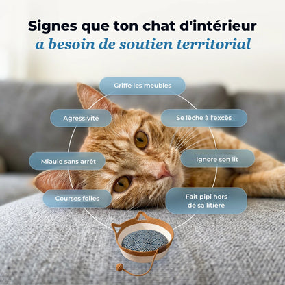 Signes que ton chat d'intérieur a besoin de soutien territorial