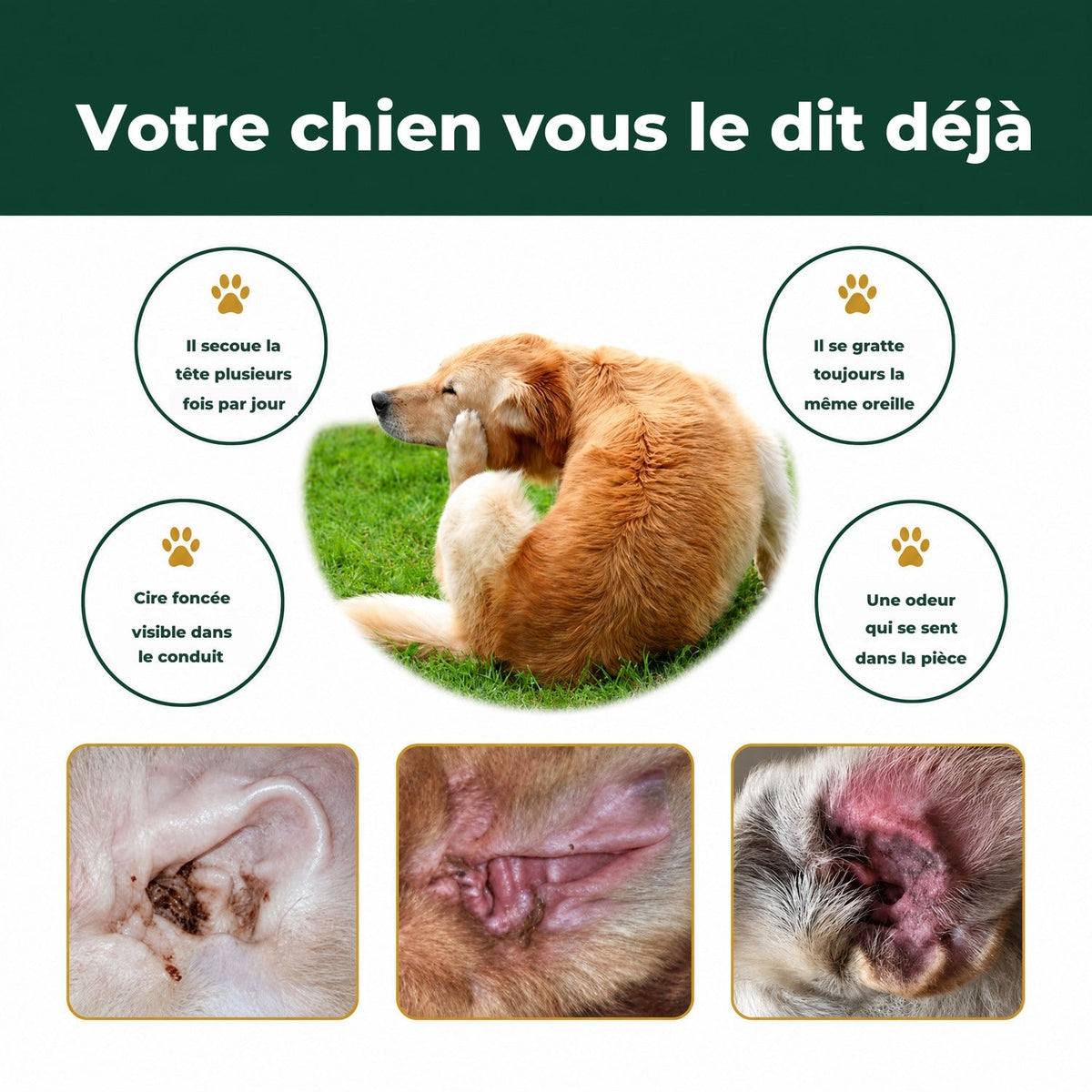 Les signes : il secoue la tête, se gratte l'oreille, cire foncée, odeur