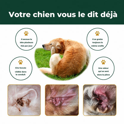 Les signes : il secoue la tête, se gratte l'oreille, cire foncée, odeur