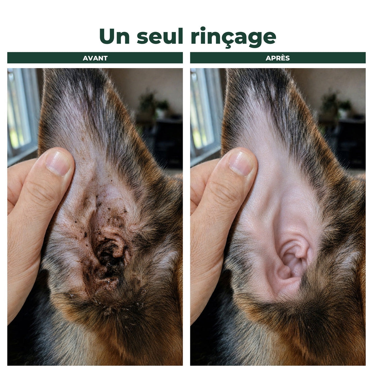 Avant et après un seul rinçage de l'oreille