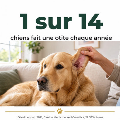 1 chien sur 14 fait une otite chaque année