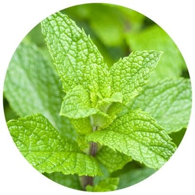 foy-rs-actif-menthe.jpg